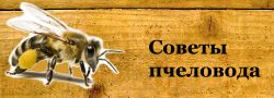 Нам известны среднерусская пчела, башкирская бортевая, дальневосточная, украинская, кубанская (северокавказская), серая высокогорная кавказская, долинная кавказская, итальянская и другие пчелы. какие пчелы лучше