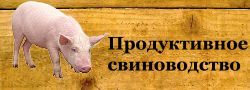 При соответствующем кормлении и содержании свиньи к 6-7-месячному возрасту достигают массы 100-110 кг и более и при забое дают тушу массой 73-75 кг. Основы свиноводства
